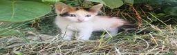 Mixed Breed cats for sale: Adorable Kittens ready for their forever homes in Biggleswade - Advert 8