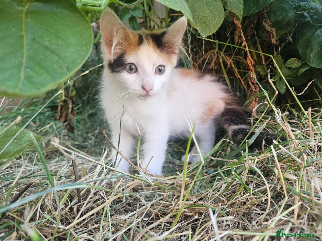 Mixed Breed cats for sale: Adorable Kittens ready for their forever homes in Biggleswade - Advert 8