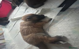 Shepsky dogs for sale: German shepherd x husky 3 weeks old  - Image 11