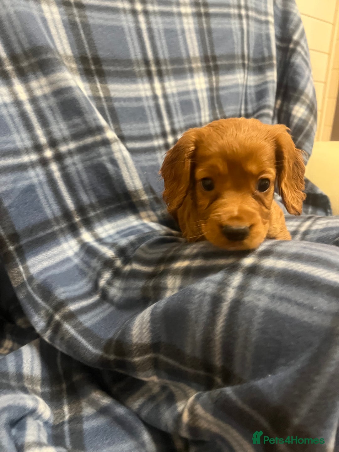 Cocker Spaniel dogs for sale: Stunning Cocker Spaniel Puppies - Advert 17