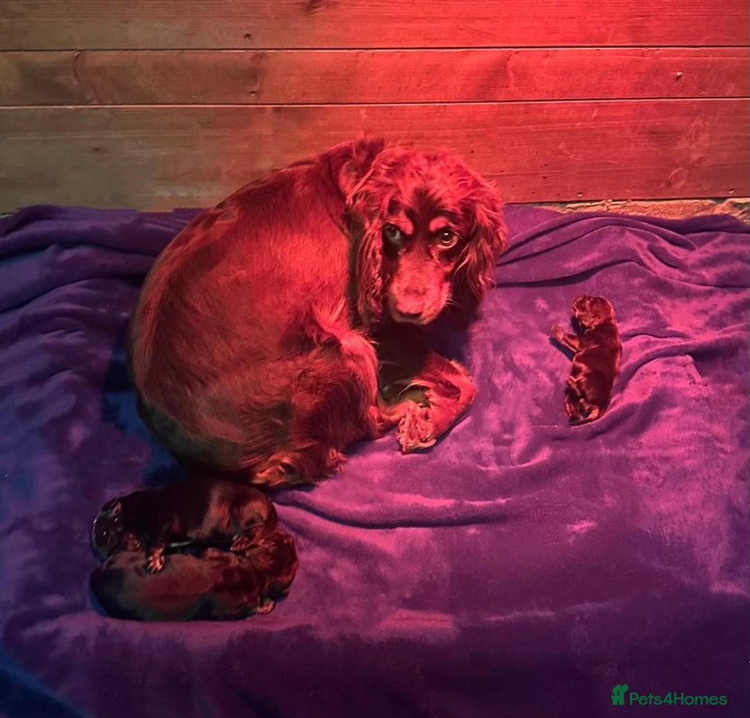 Cocker Spaniel dogs for sale: Cocker spaniel  - Image 4