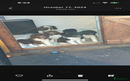 Bernedoodle dogs for sale: F1b St Berdoodle pups expected 15/9 - Image 15