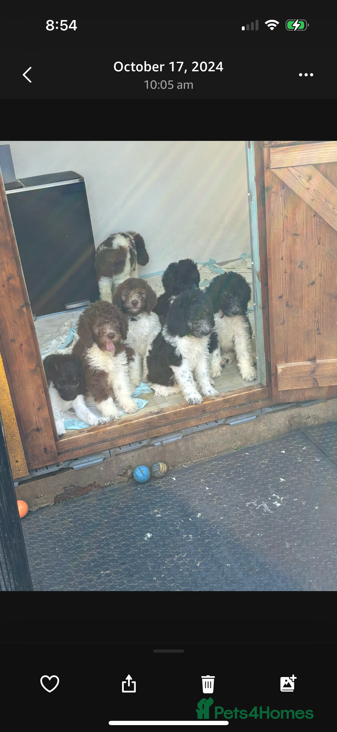 Bernedoodle dogs for sale: F1b St Berdoodle pups expected 15/9 - Image 15