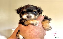 Maltipoo dogs for sale: Exquisitely Adorable Toy Maltipoo Puppies  - Image 24