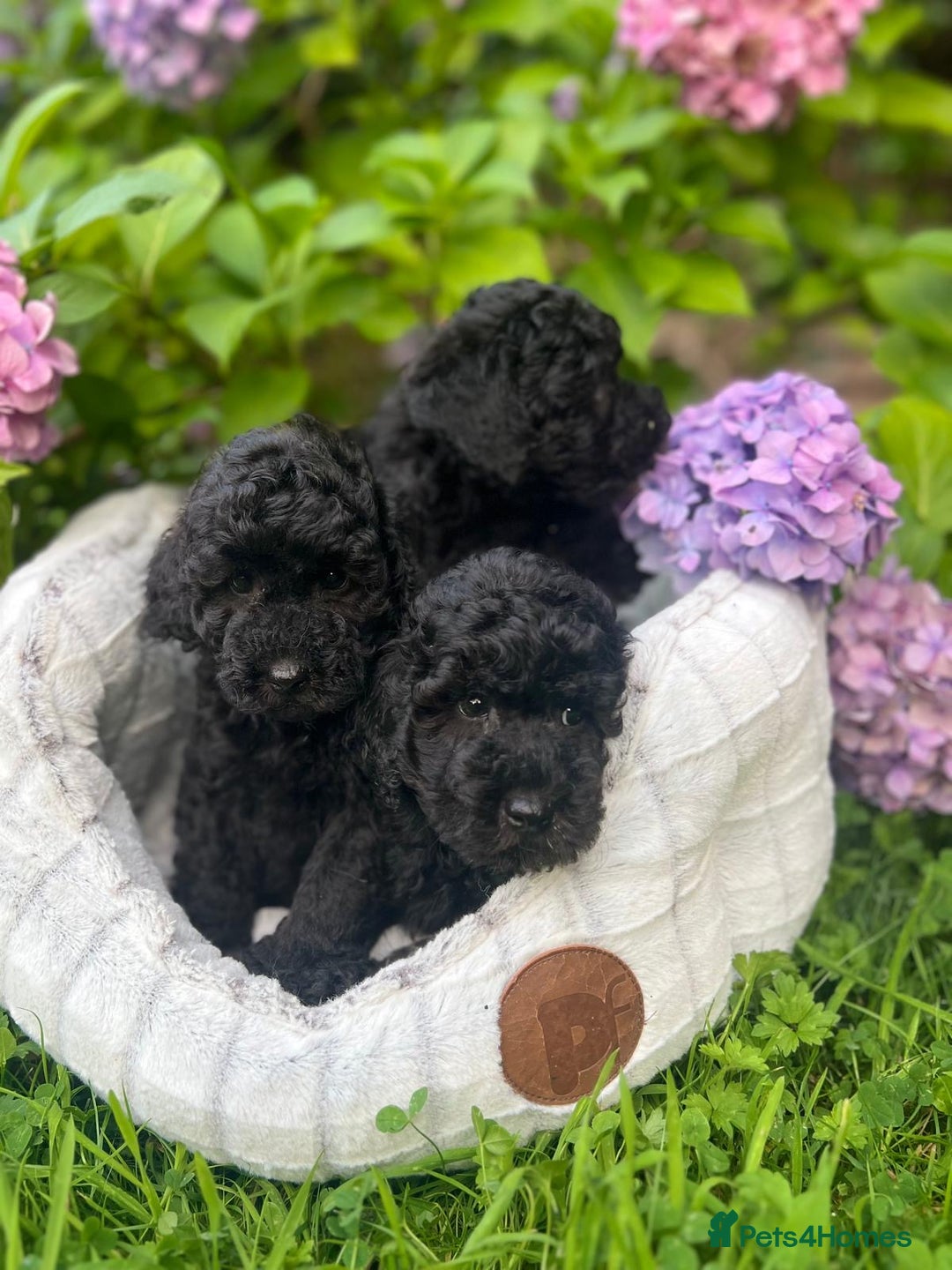 Cavapoo dogs for sale: Cavapoo  - Image 9