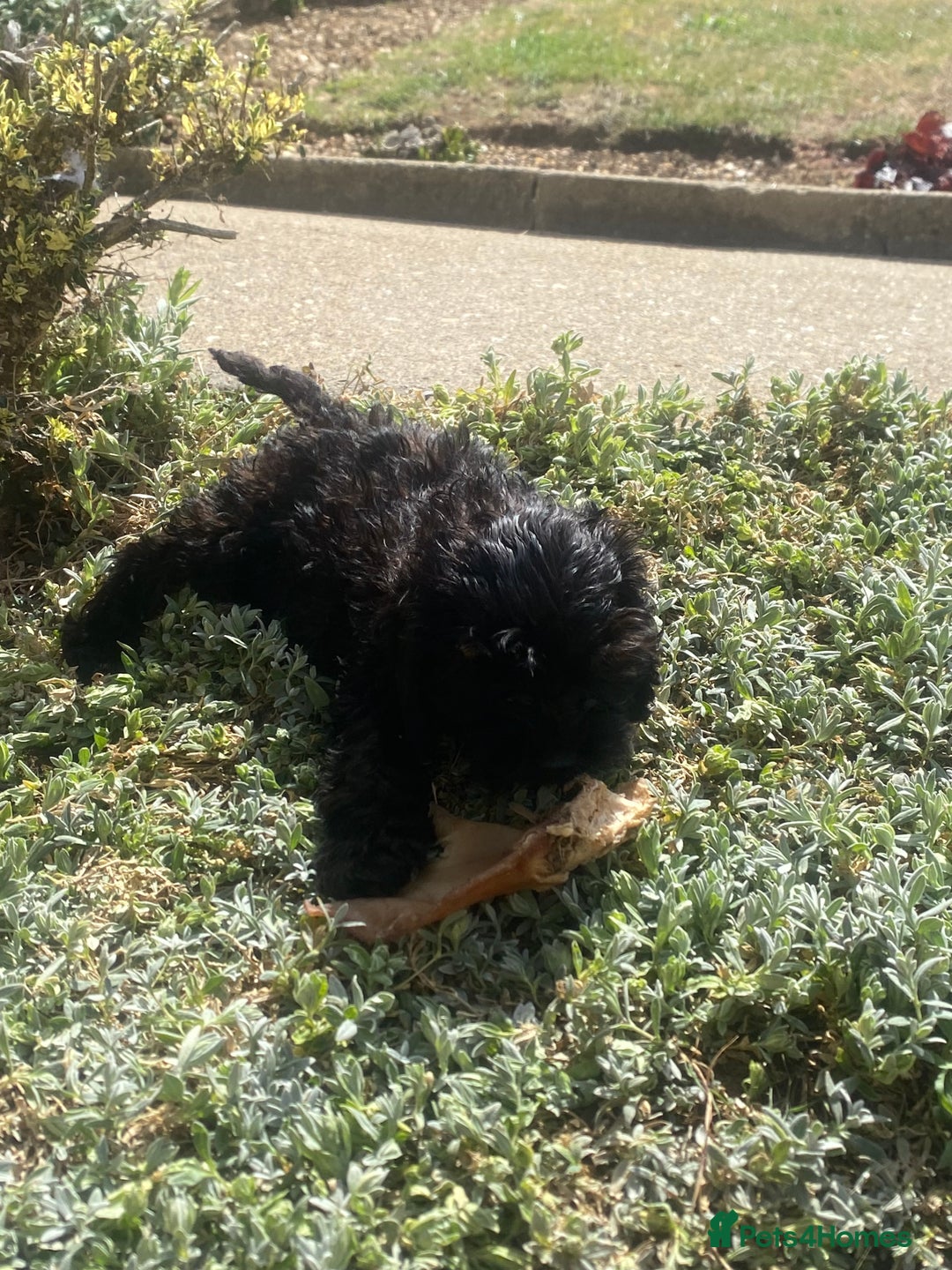 Cockapoo dogs for sale: Gorgeous American cockapoos  - Image 35