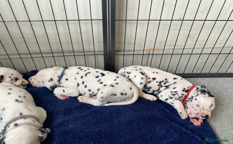Dalmatian dogs - Advert 6