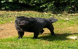 Pug dogs for sale: Male pug 4 years old - Image 2