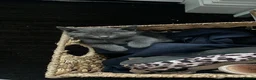 Russian Blue cats for sale: Russian blue kittens  - Advert 5