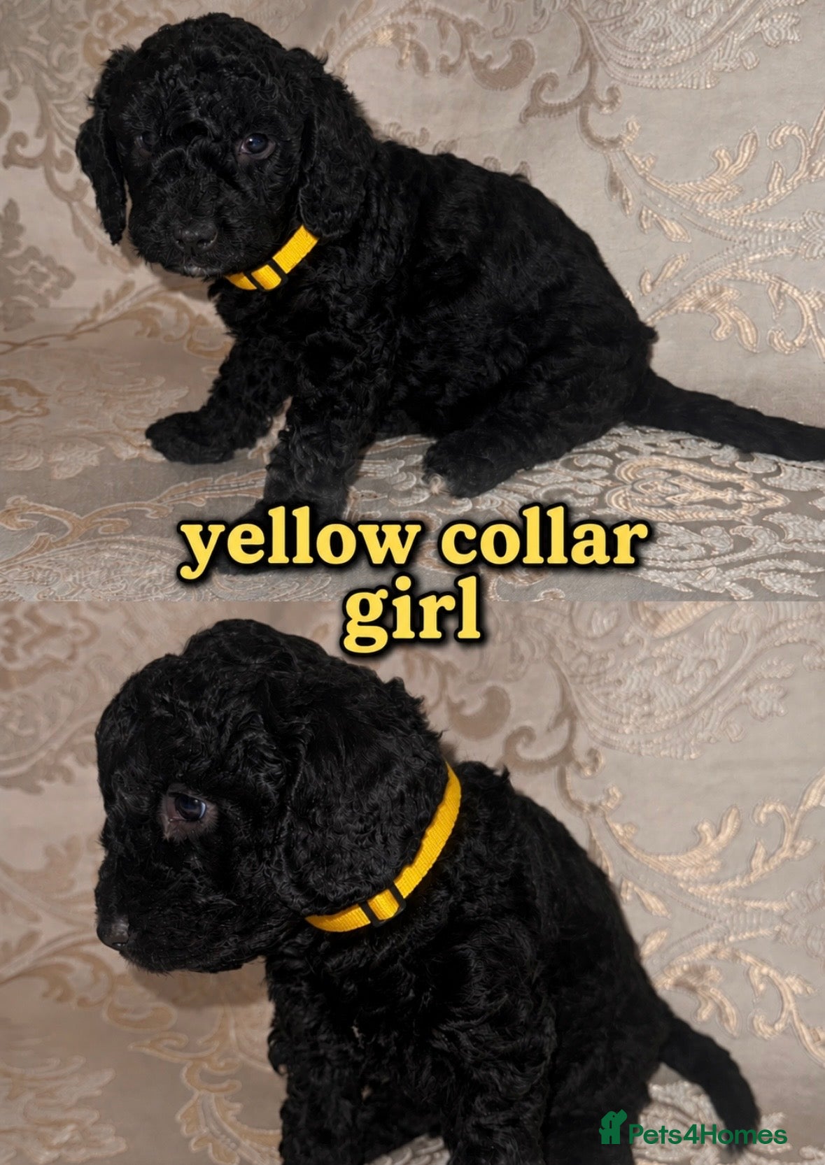 Cockapoo dogs for sale: Cockapoos  - Advert 2