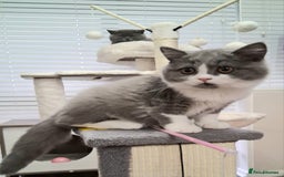 British Shorthair cats for sale: British Shorthair  - Image 4
