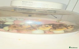 Mixed Breed birds for sale: Day old quail chick  - Image 1
