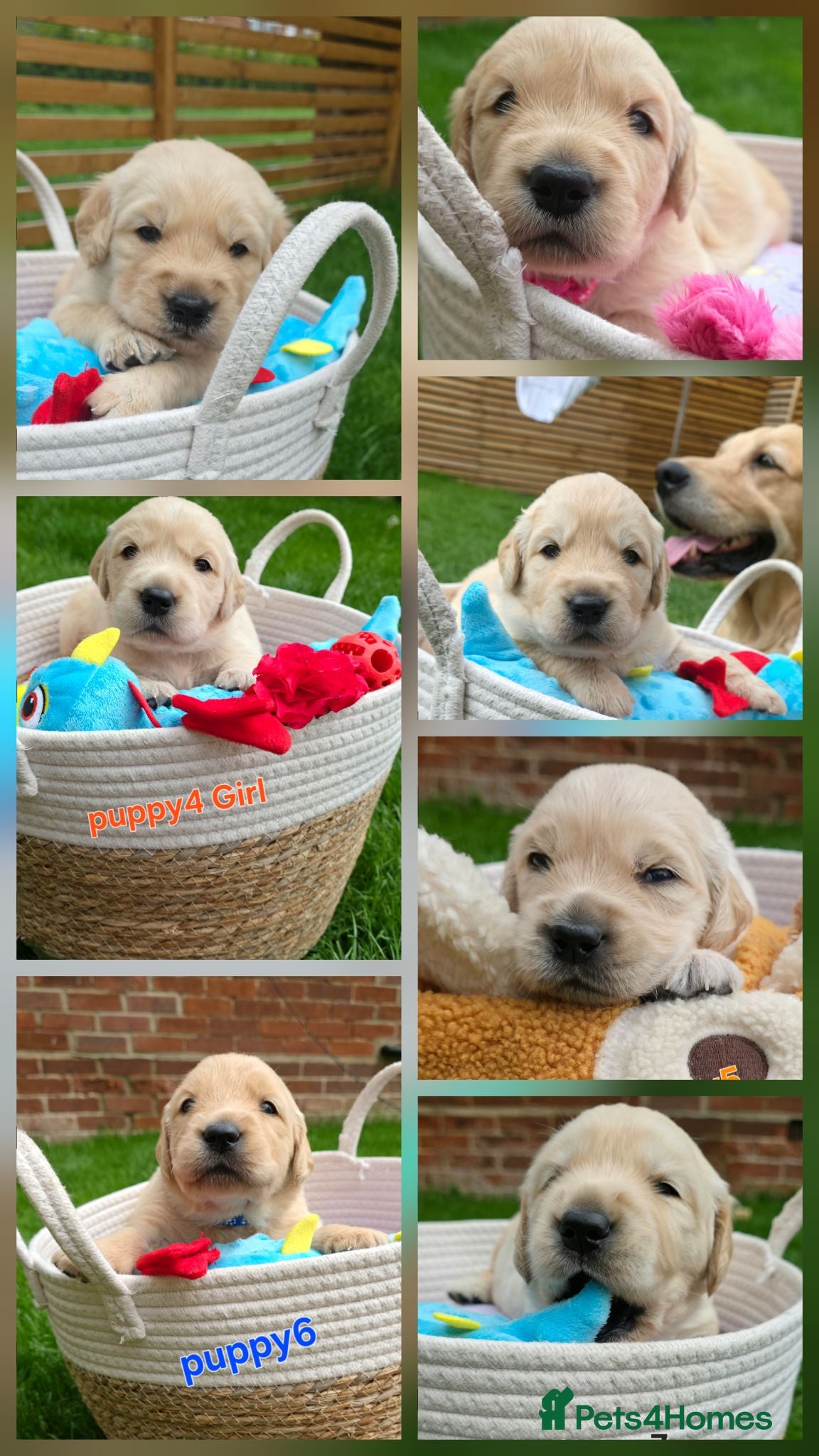 Golden Retriever dogs 5* Golden Retriver puppies - Advert 1