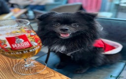 Pomeranian dogs for sale: Stunning young male Pomeranian  - Advert 4