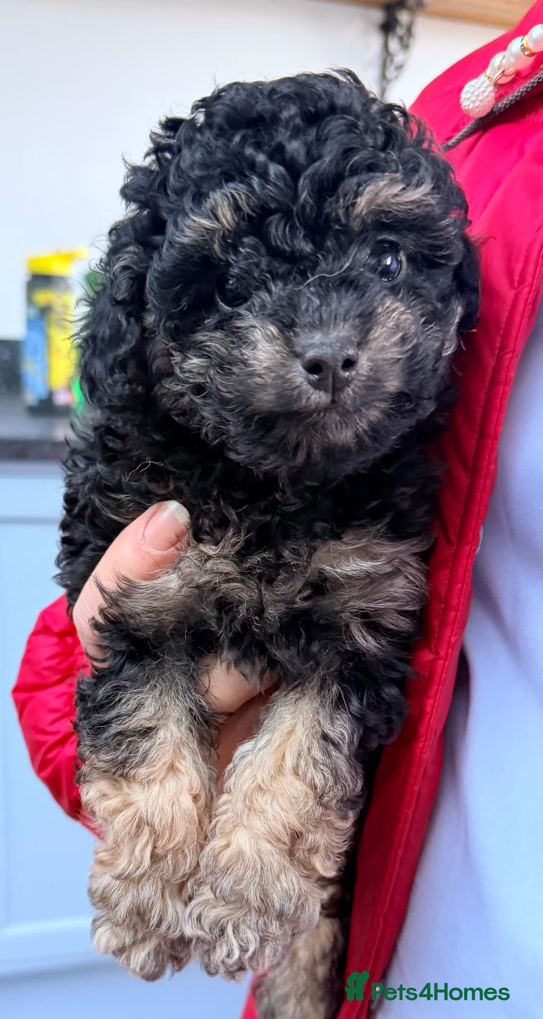 Toy Poodle dogs for sale: Beautiful KC Phantom Poodle Boy - Advert 2