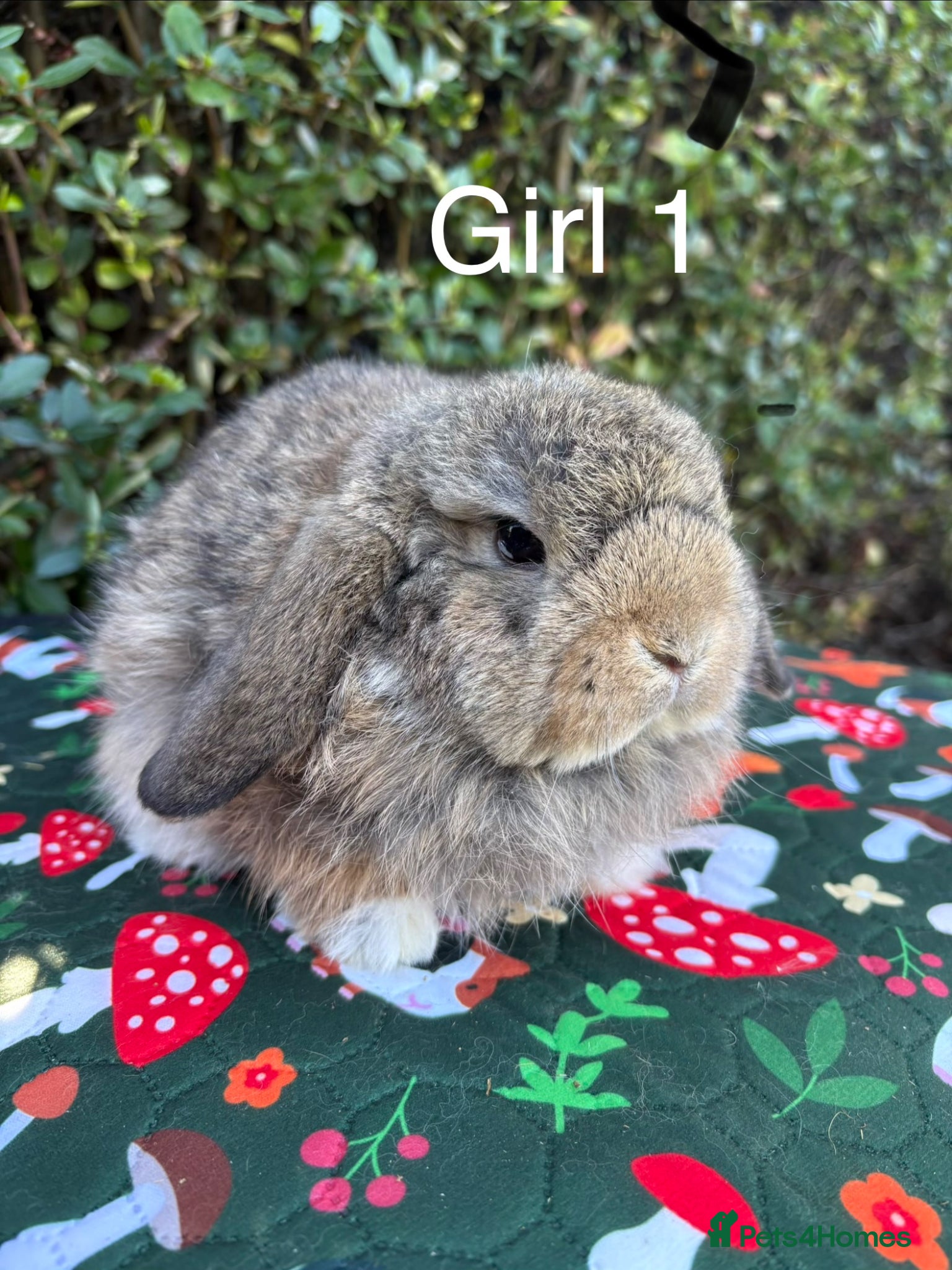 Mini Lop rabbits Mini lops baby rabbits ready to leave  - Advert 16