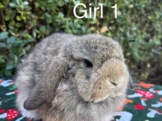 Mini Lop rabbits Mini lops baby rabbits ready to leave - Advert 16