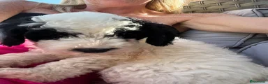 Sproodle 2