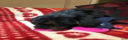 Mixed Breed dogs for sale: shihtzu/westie x toy poodle puppies for sale  - Advert 5
