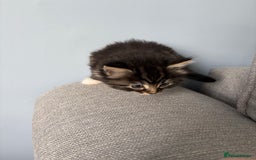 Domestic Shorthair cats for sale: 2 Kittens available  - Image 4