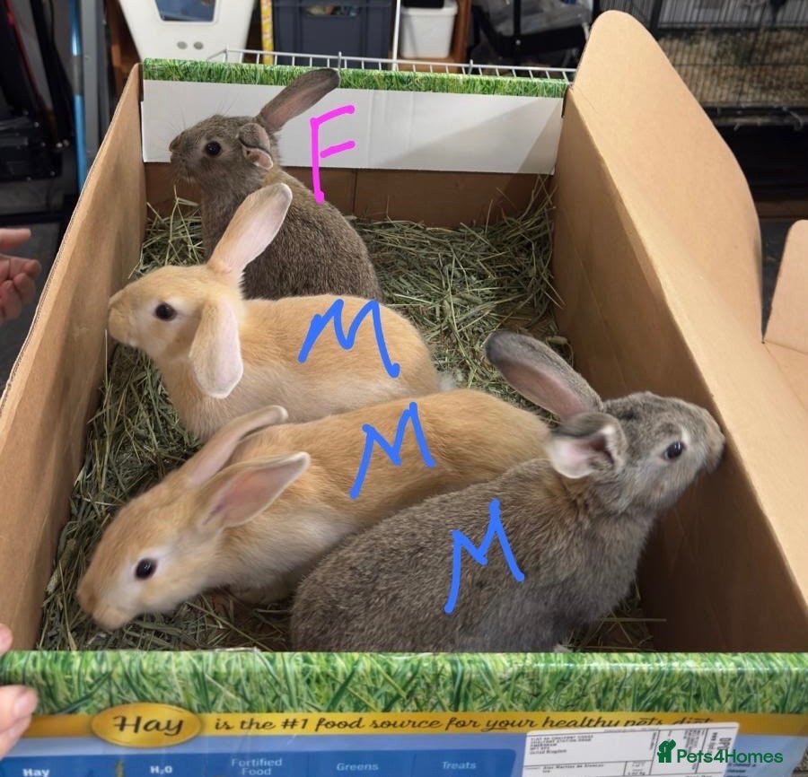 Mixed Breed rabbits Beautiful hand-reared bunnies.  - Advert 1