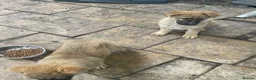 German Shepherd dogs for sale: GERMAN SHEPHERD PUPS - Advert 2