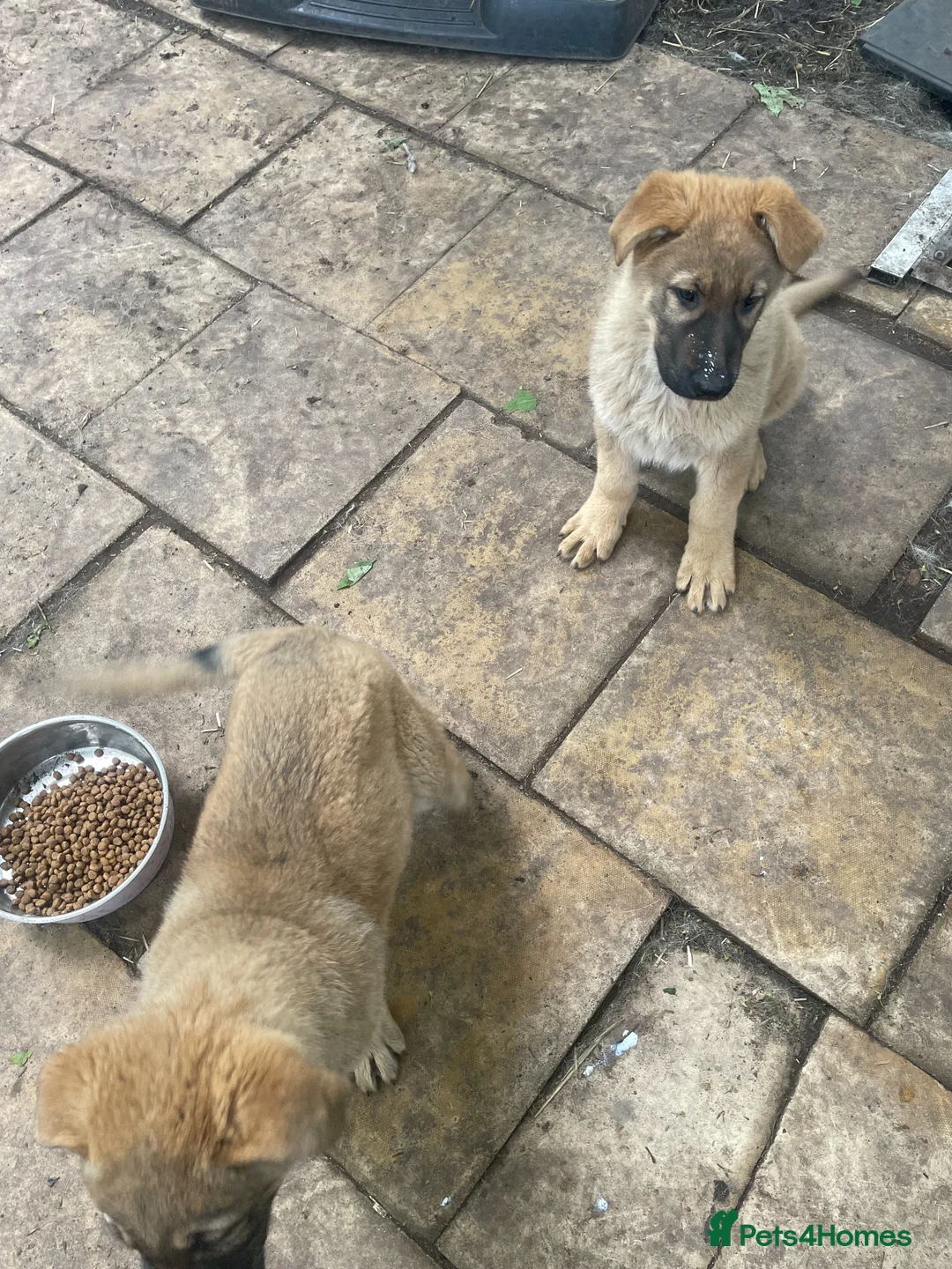 German Shepherd dogs for sale: GERMAN SHEPHERD PUPS - Advert 2