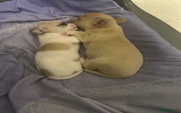 Chihuahua dogs for sale: Adorable Chihuahua puppies - Image 1