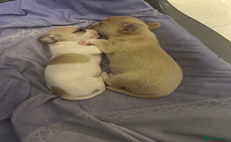 Chihuahua dogs - Advert 12