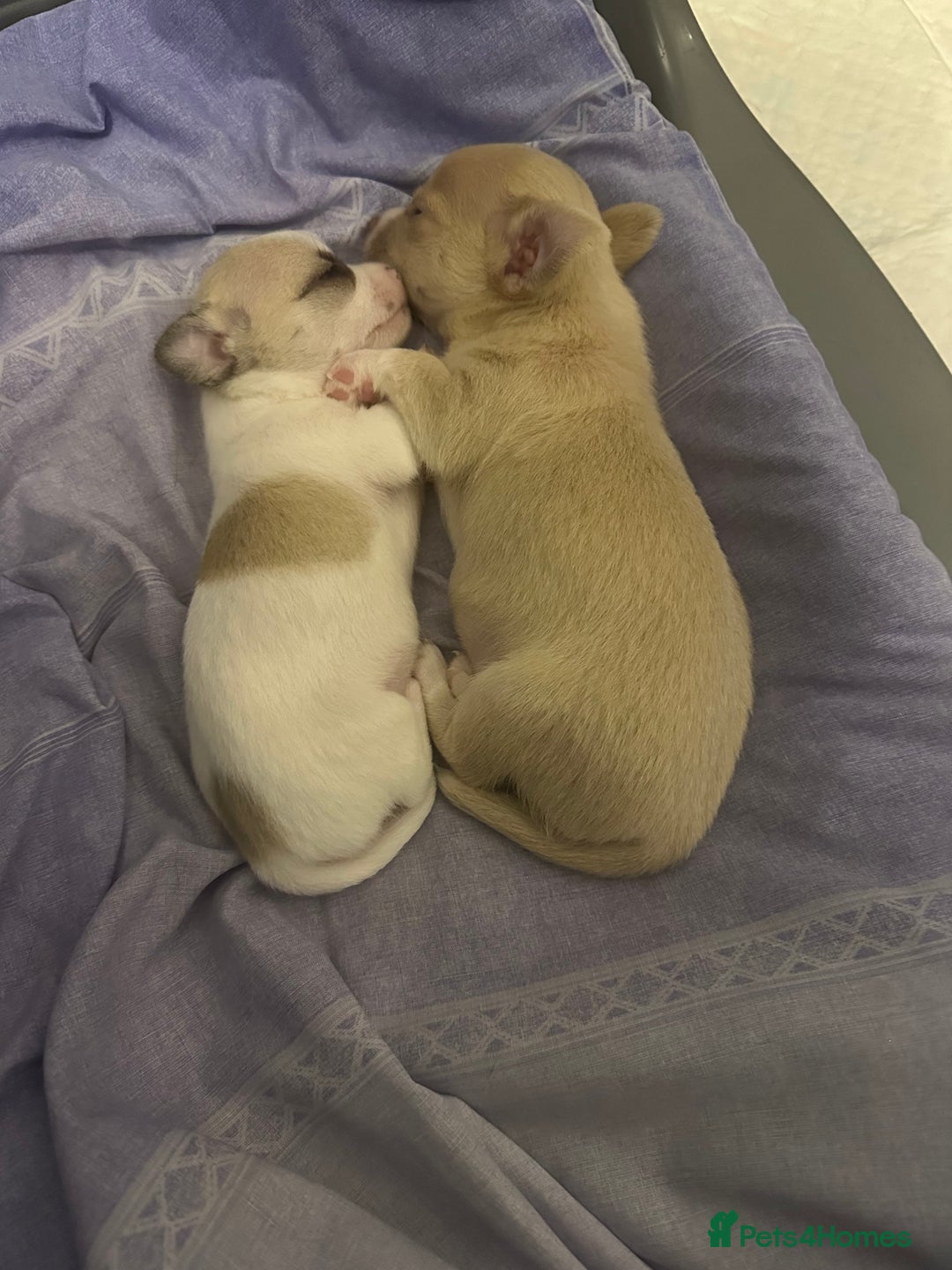 Chihuahua dogs for sale: Adorable Chihuahua puppies - Image 1