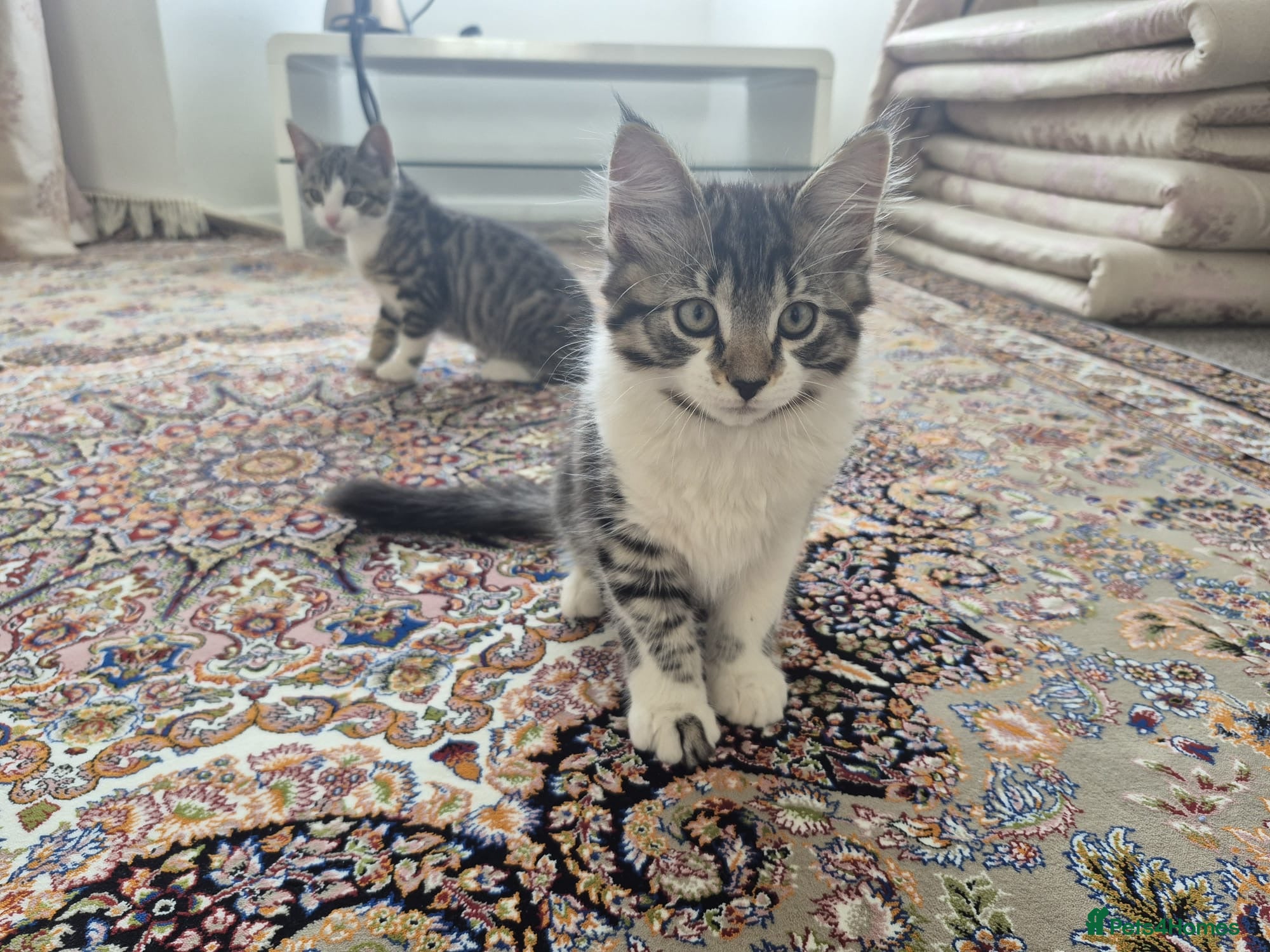 British Shorthair cats for sale: Tabby short hair kittens  - Advert 2