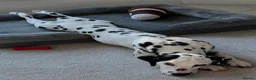 Dalmatian dogs for sale: 18 month old female Dalmatian  in Bridge of Weir - Advert 4
