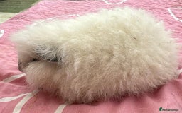 Guinea Pig rodents for sale: Swiss white Californian boar 16 mths  - Image 4