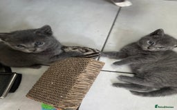 Russian Blue cats for sale: Russian Blue kittens  - Image 2