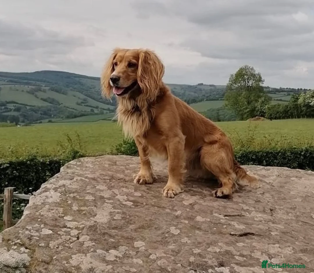 Cocker Spaniel dogs for sale: Working Cocker Spaniel Puppies  - Advert 12