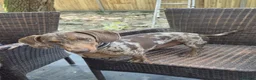 Dachshund dogs for sale: Dachshund Looking for His Forever Home  - Advert 1