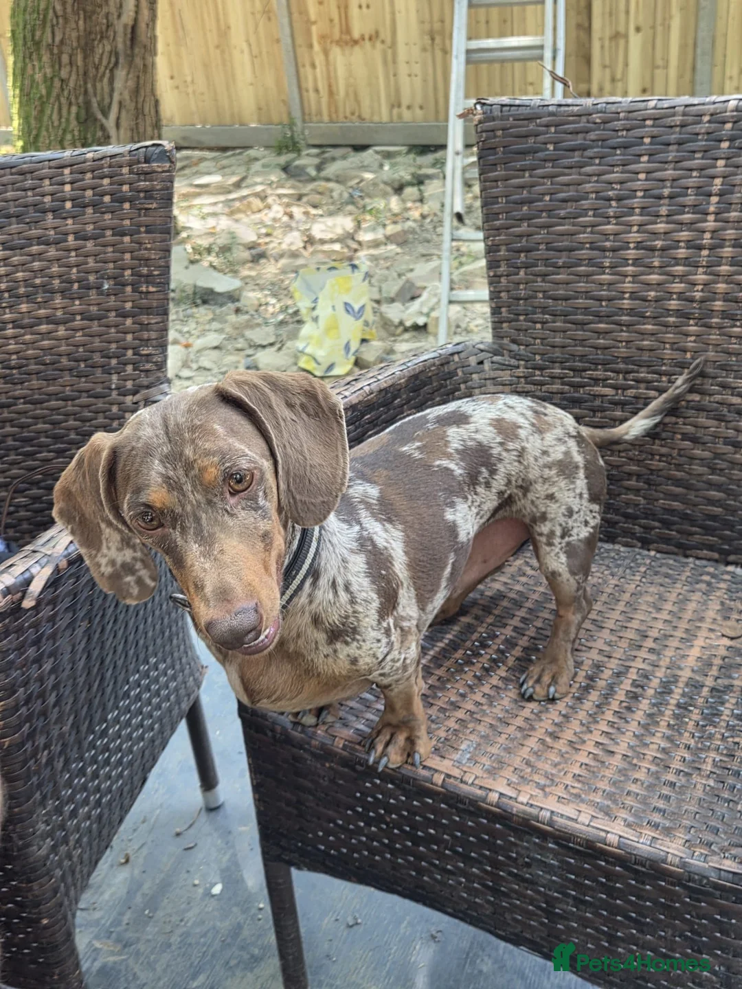 Dachshund dogs for sale: Dachshund Looking for His Forever Home  - Advert 1