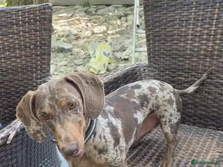 Dachshund dogs Dachshund Looking for His Forever Home - Advert 5