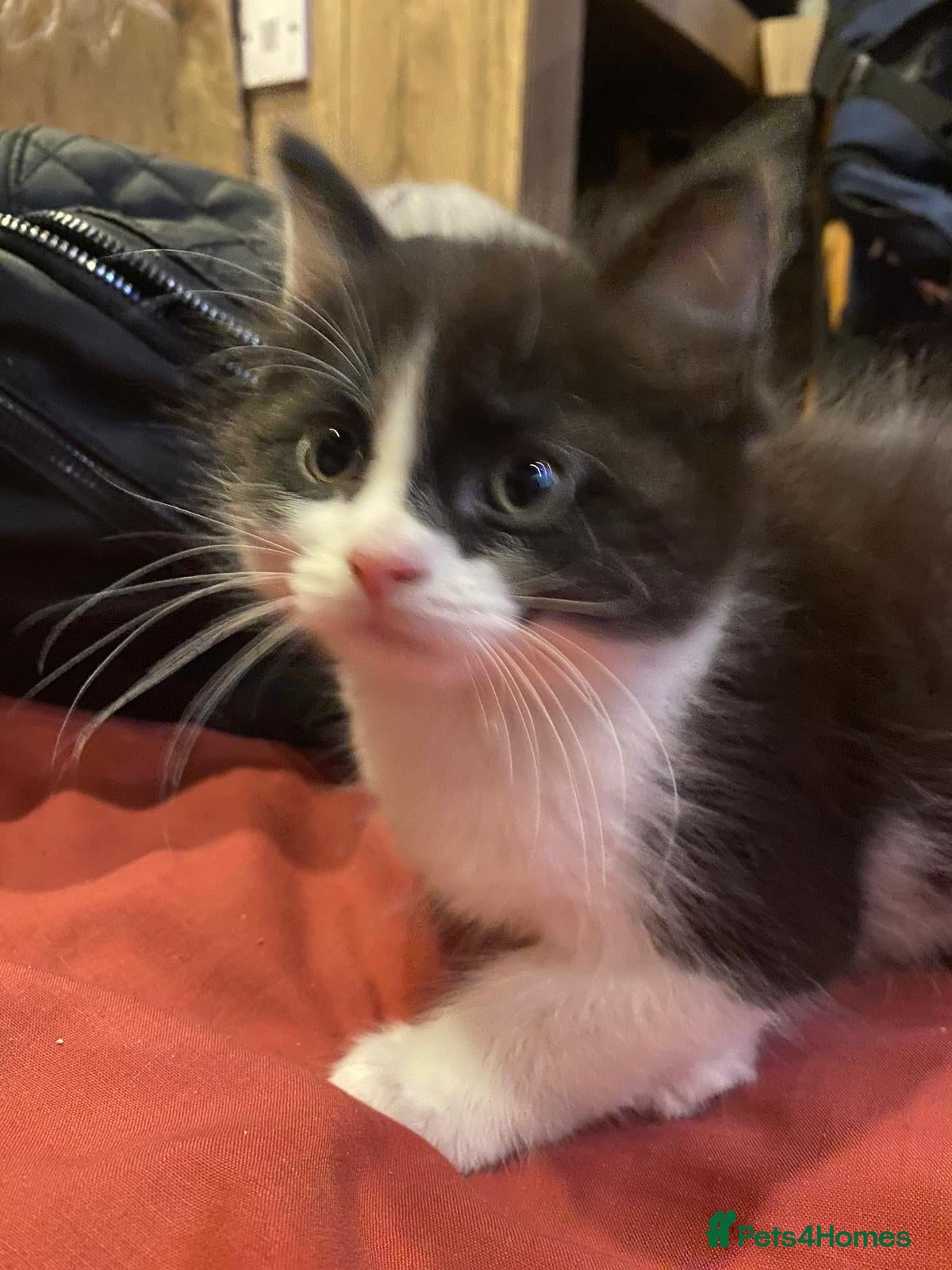 Mixed Breed cats 4 kitten ready for there forever homes - Advert 17