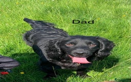Cocker Spaniel dogs for sale: Cocker Spaniel Puppies - Image 17