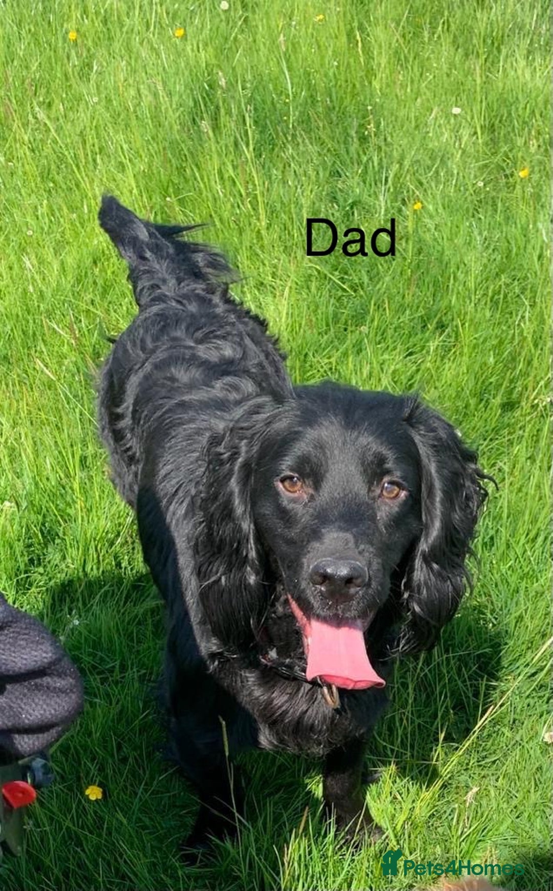 Cocker Spaniel dogs for sale: Cocker Spaniel Puppies - Image 17
