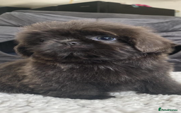 Shih Tzu dogs for sale: Shih tzu furbabies  - Image 11
