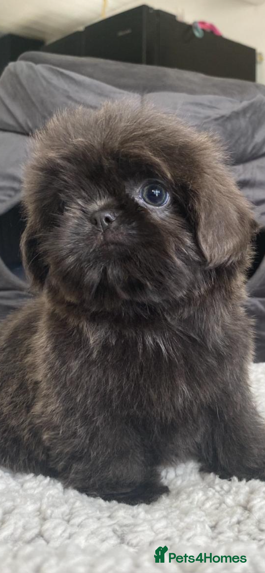 Shih Tzu dogs for sale: Shih tzu furbabies  - Image 11