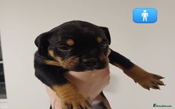 Mixed Breed dogs for sale: British Bulldog, Staffy Cross Pups - Advert 4