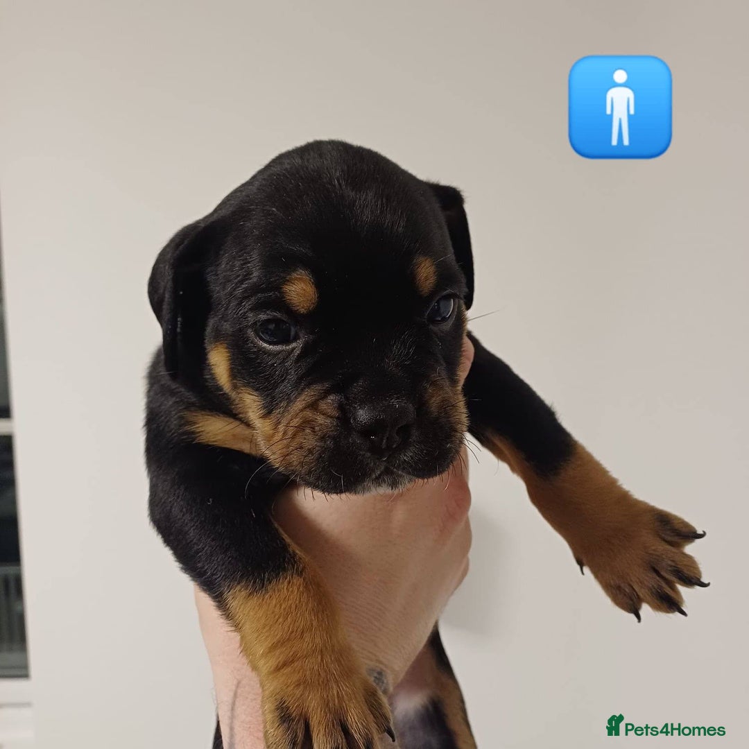 Mixed Breed dogs for sale: British Bulldog, Staffy Cross Pups - Advert 4