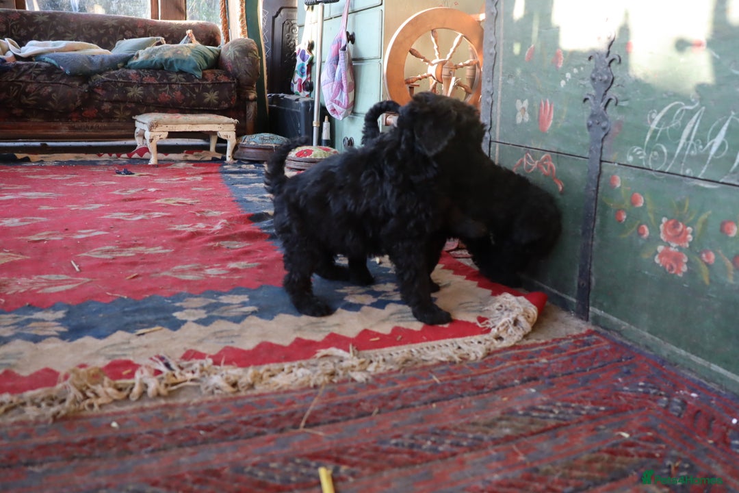 Labradoodle dogs for sale: Lovely Labradoodle Puppies Licenced Breeder - Image 30