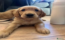 Golden Retriever dogs for sale: Gorgeous Working Type Golden Retriever Puppies  - Image 15