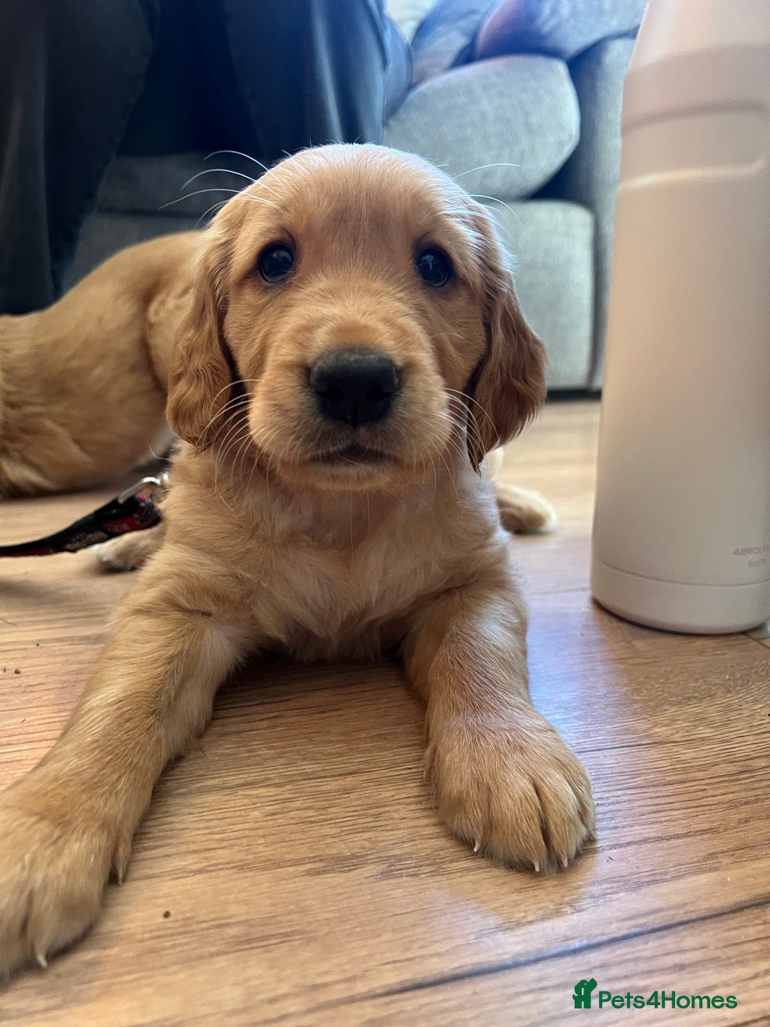 Golden Retriever dogs for sale: Gorgeous Working Type Golden Retriever Puppies  - Image 15