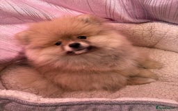 Pomeranian dogs for sale: 1 male, 1 female Pomeranian puppies 3 months old.  - Image 1