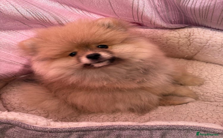 Pomeranian dogs - Advert 2